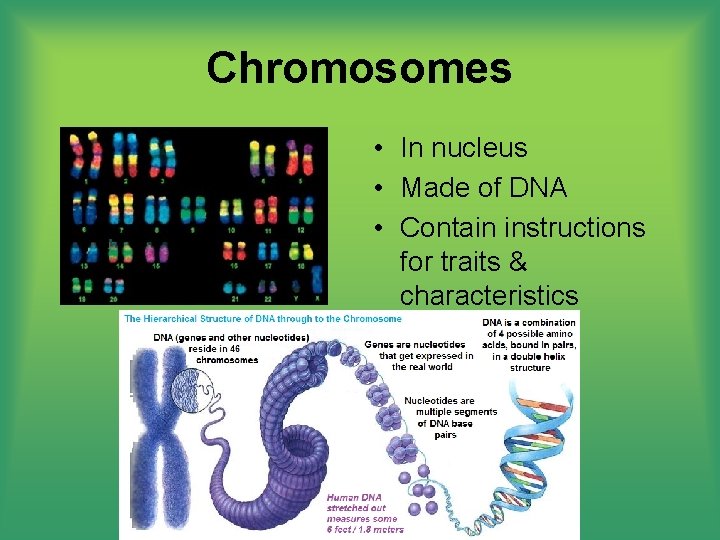 Chromosomes • In nucleus • Made of DNA • Contain instructions for traits &