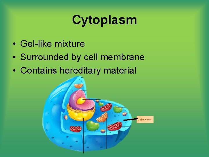 Cytoplasm • Gel-like mixture • Surrounded by cell membrane • Contains hereditary material 