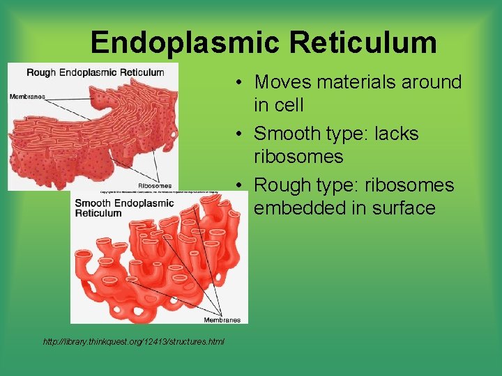 Endoplasmic Reticulum • Moves materials around in cell • Smooth type: lacks ribosomes •