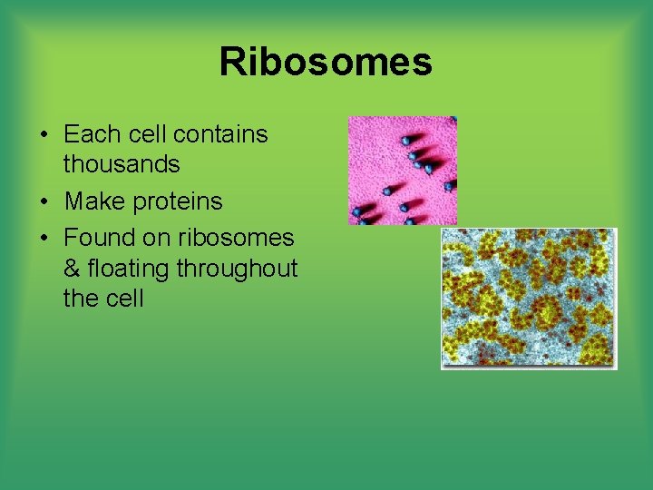 Ribosomes • Each cell contains thousands • Make proteins • Found on ribosomes &