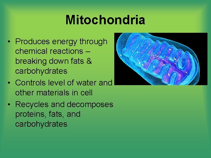 Mitochondria • Produces energy through chemical reactions – breaking down fats & carbohydrates •