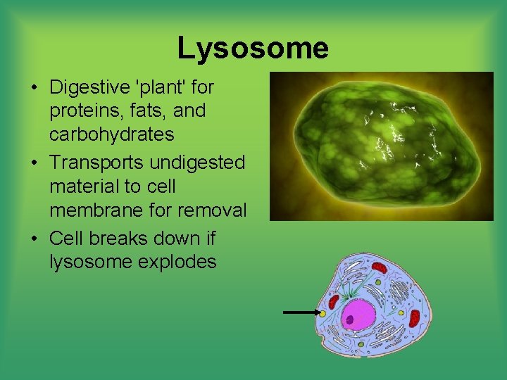 Lysosome • Digestive 'plant' for proteins, fats, and carbohydrates • Transports undigested material to