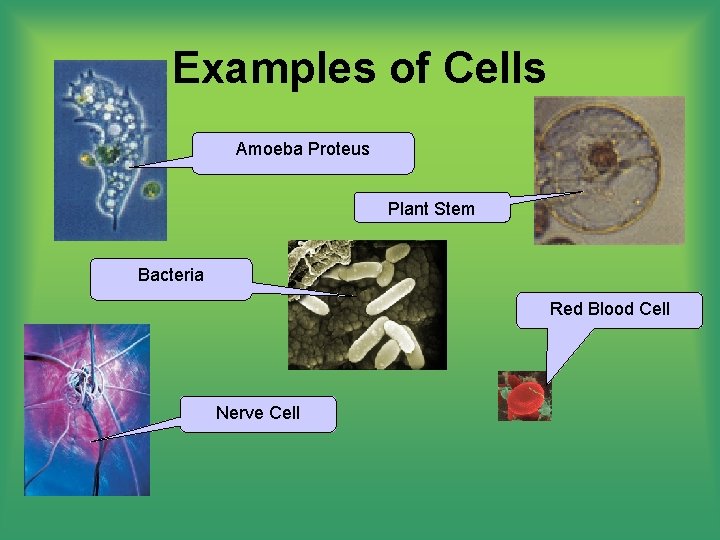 Examples of Cells Amoeba Proteus Plant Stem Bacteria Red Blood Cell Nerve Cell 