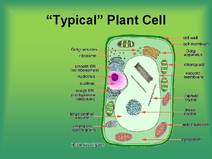 “Typical” Plant Cell 