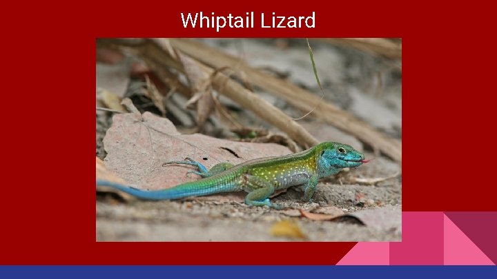 Whiptail Lizard 