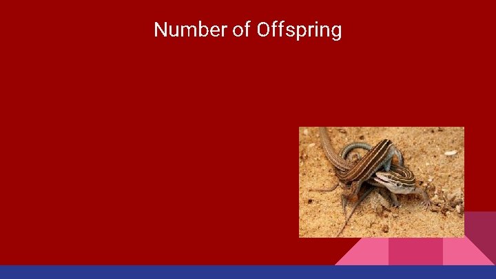 Number of Offspring 