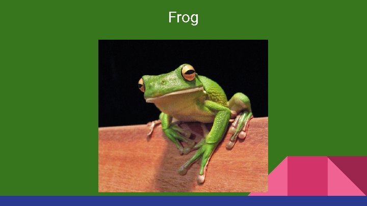 Frog 