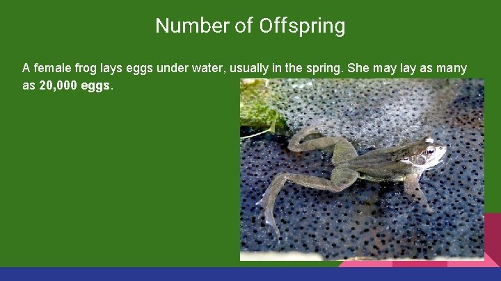 Number of Offspring A female frog lays eggs under water, usually in the spring.