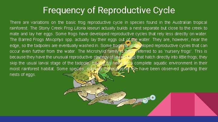 Frequency of Reproductive Cycle There are variations on the basic frog reproductive cycle in