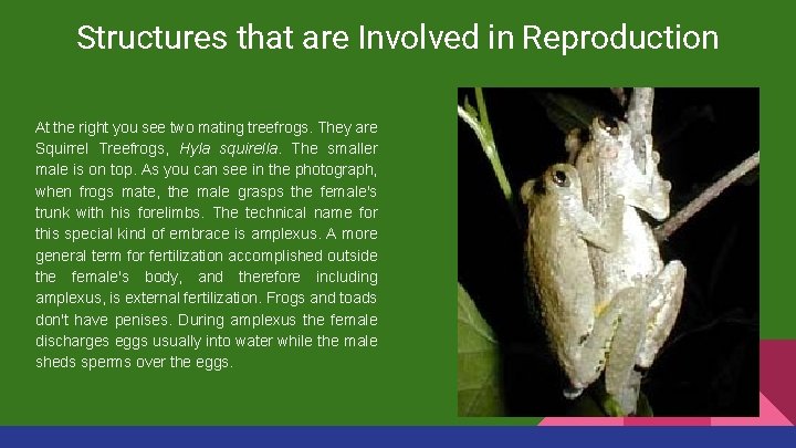 Structures that are Involved in Reproduction At the right you see two mating treefrogs.