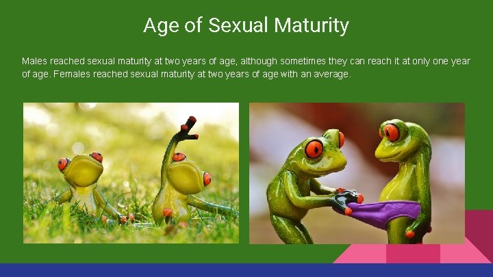 Age of Sexual Maturity Males reached sexual maturity at two years of age, although
