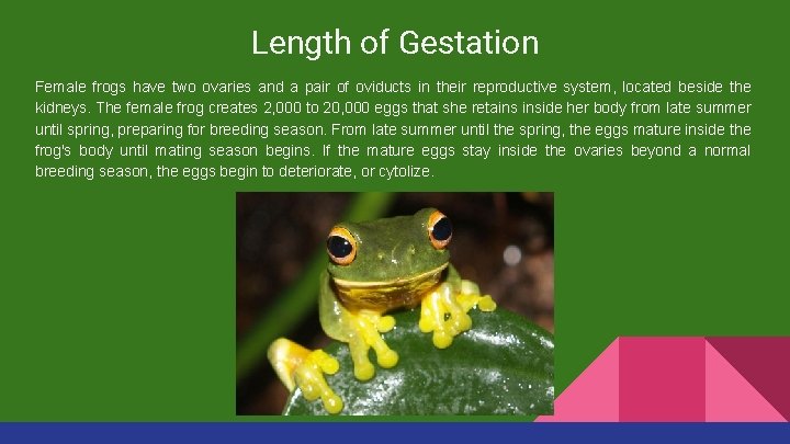 Length of Gestation Female frogs have two ovaries and a pair of oviducts in