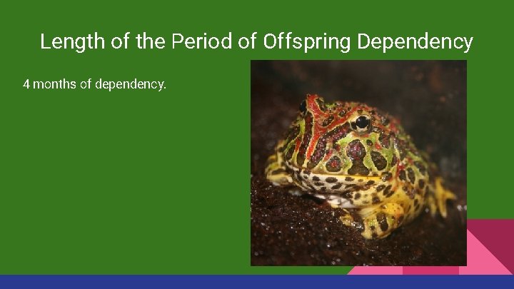 Length of the Period of Offspring Dependency 4 months of dependency. 