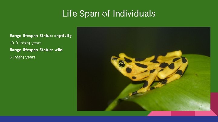 Life Span of Individuals Range lifespan Status: captivity 10. 0 (high) years Range lifespan