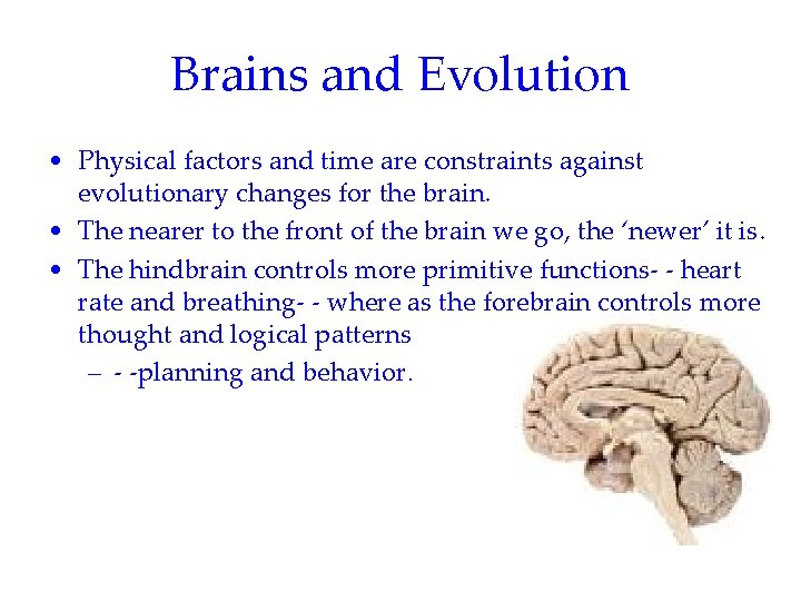 Brains and Evolution • Physical factors and time are constraints against evolutionary changes for Brains and Evolution • Physical factors and time are constraints against evolutionary changes for