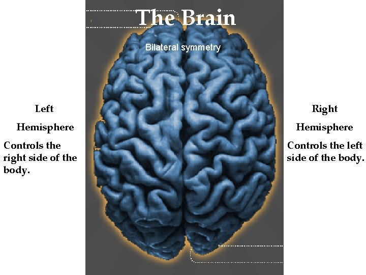 The Brain Bilateral symmetry Left Right Hemisphere Controls the right side of the body. The Brain Bilateral symmetry Left Right Hemisphere Controls the right side of the body.