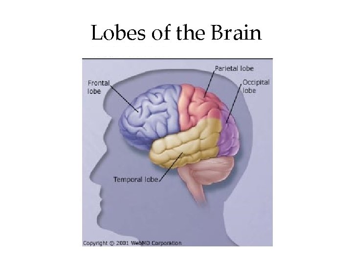 Lobes of the Brain Lobes of the Brain