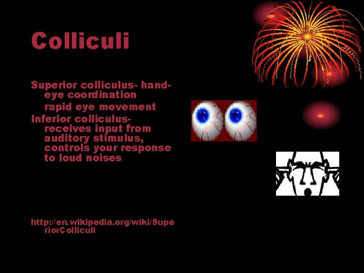 Colliculi Superior colliculus- handeye coordination rapid eye movement Inferior colliculusreceives input from auditory stimulus, Colliculi Superior colliculus- handeye coordination rapid eye movement Inferior colliculusreceives input from auditory stimulus,