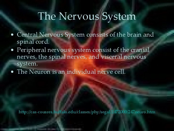 The Nervous System • Central Nervous System consists of the brain and spinal cord. The Nervous System • Central Nervous System consists of the brain and spinal cord.