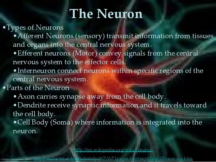 The Neuron • Types of Neurons • Afferent Neurons (sensory) transmit information from tissues The Neuron • Types of Neurons • Afferent Neurons (sensory) transmit information from tissues