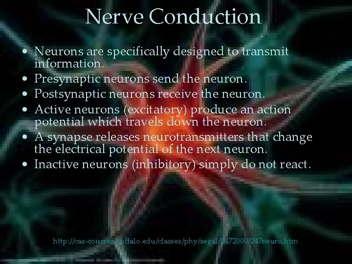Nerve Conduction • Neurons are specifically designed to transmit information. • Presynaptic neurons send Nerve Conduction • Neurons are specifically designed to transmit information. • Presynaptic neurons send