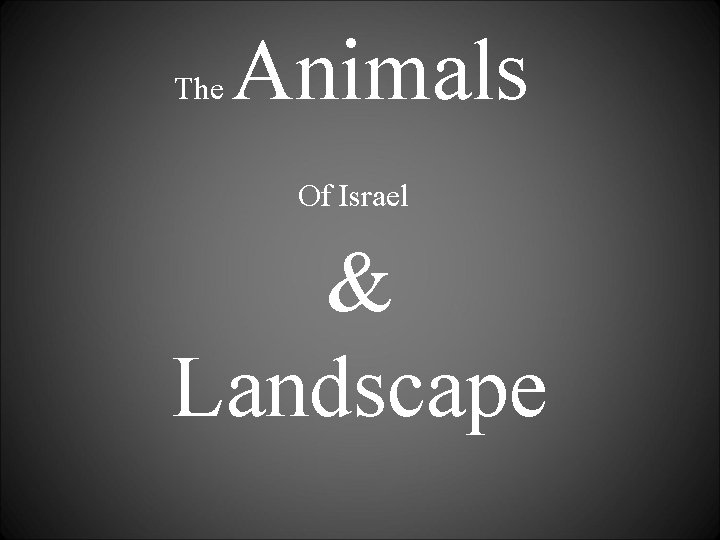 The Animals Of Israel & Landscape 