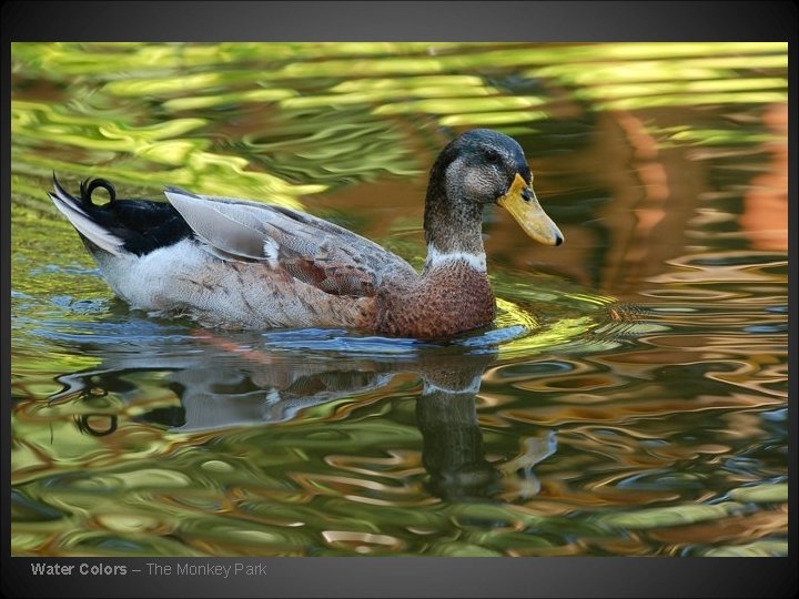 Water Colors – The Monkey Park 