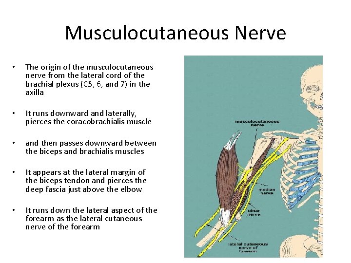 Musculocutaneous Nerve • The origin of the musculocutaneous nerve from the lateral cord of