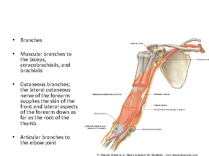  • Branches • Muscular branches to the biceps, coracobrachialis, and brachialis • Cutaneous