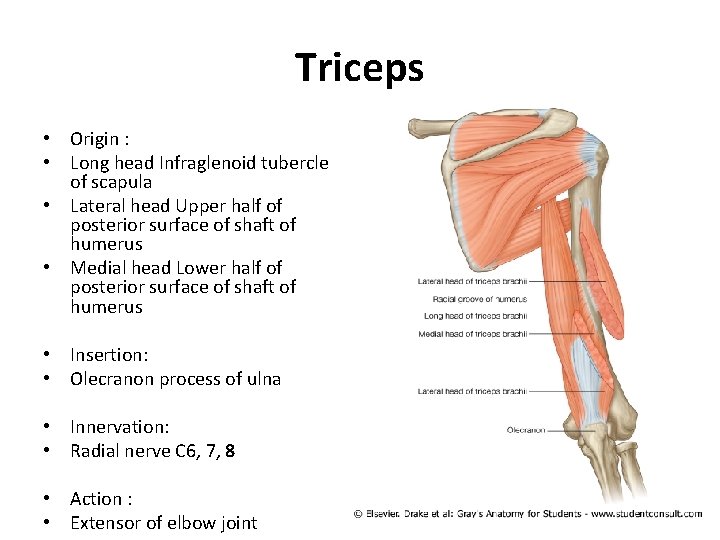 Triceps • Origin : • Long head Infraglenoid tubercle of scapula • Lateral head