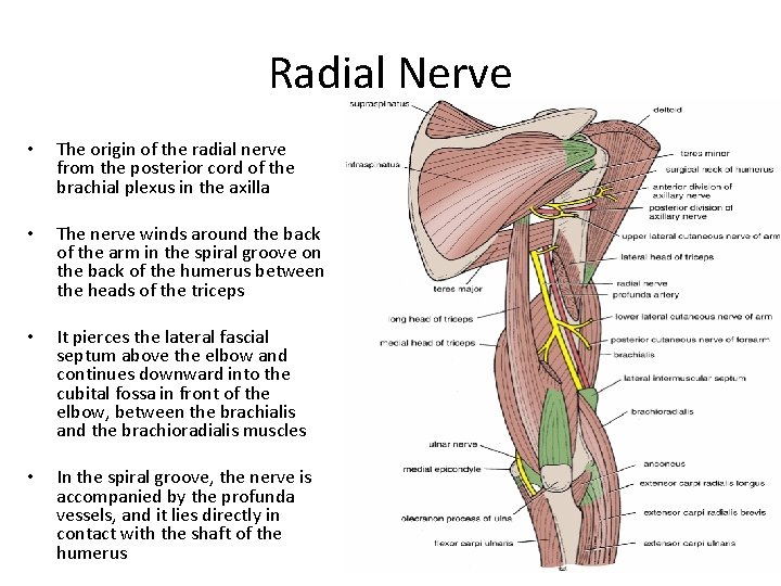 Radial Nerve • The origin of the radial nerve from the posterior cord of