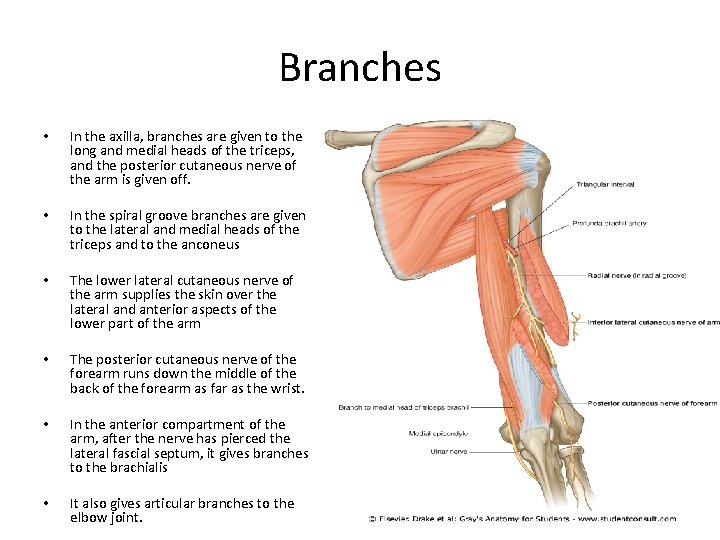 Branches • In the axilla, branches are given to the long and medial heads