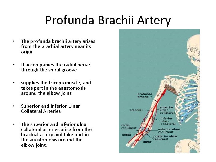 Profunda Brachii Artery • The profunda brachii artery arises from the brachial artery near