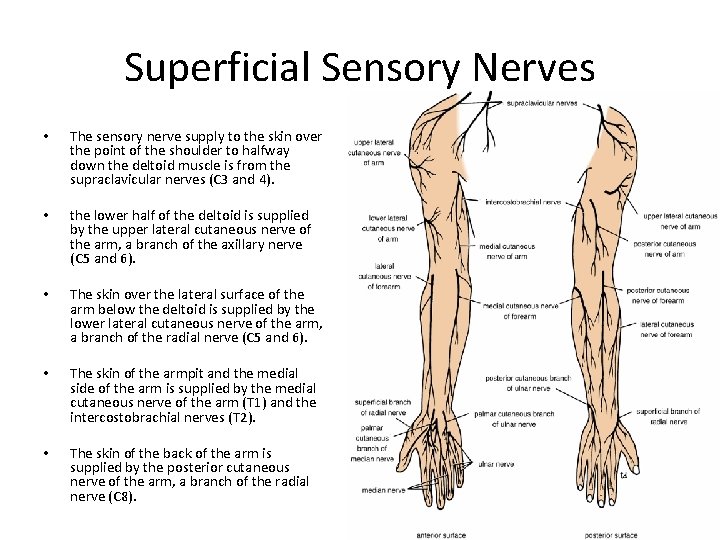 Superficial Sensory Nerves • The sensory nerve supply to the skin over the point