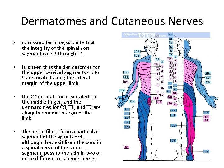 Dermatomes and Cutaneous Nerves • necessary for a physician to test the integrity of