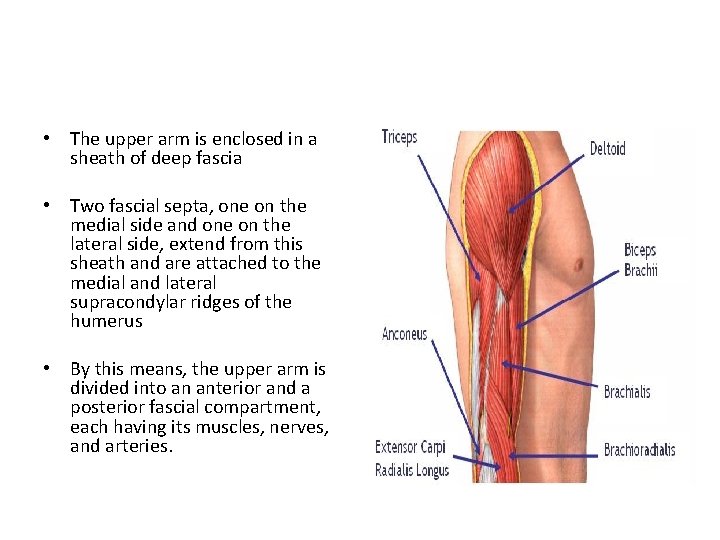  • The upper arm is enclosed in a sheath of deep fascia •