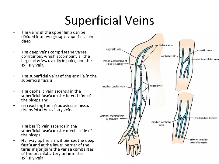 Superficial Veins • The veins of the upper limb can be divided into two