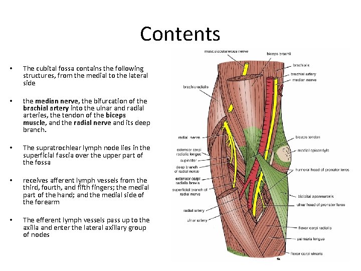 Contents • The cubital fossa contains the following structures, from the medial to the