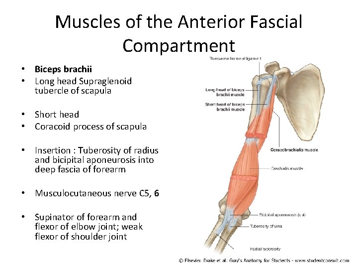 Muscles of the Anterior Fascial Compartment • Biceps brachii • Long head Supraglenoid tubercle