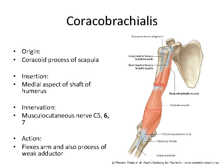 Coracobrachialis • Origin: • Coracoid process of scapula • Insertion: • Medial aspect of