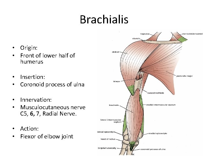 Brachialis • Origin: • Front of lower half of humerus • Insertion: • Coronoid