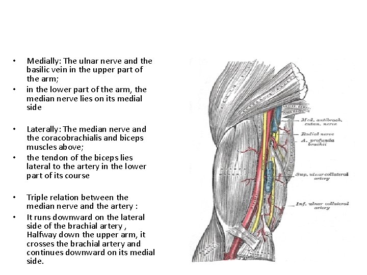  • • • Medially: The ulnar nerve and the basilic vein in the