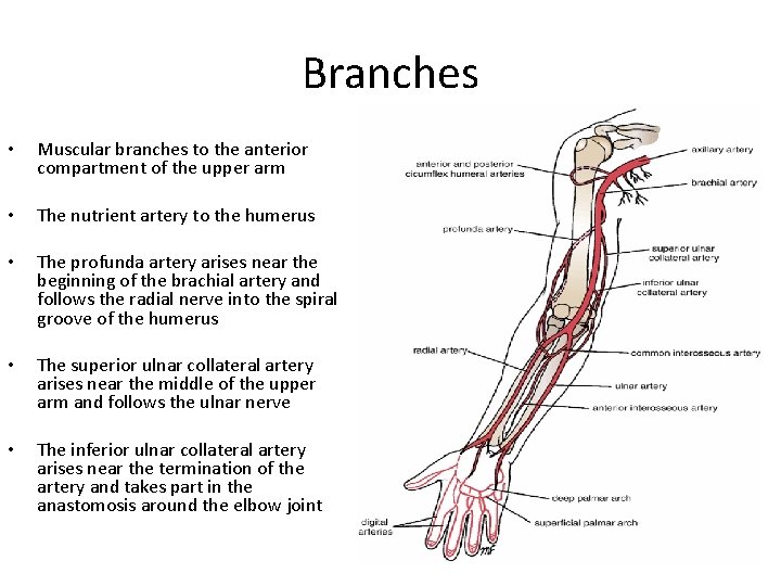 Branches • Muscular branches to the anterior compartment of the upper arm • The