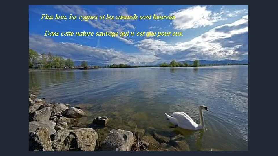 Plus loin, les cygnes et les canards sont heureux Dans cette nature sauvage qui