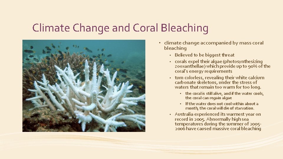 Climate Change and Coral Bleaching • climate change accompanied by mass coral bleaching Believed