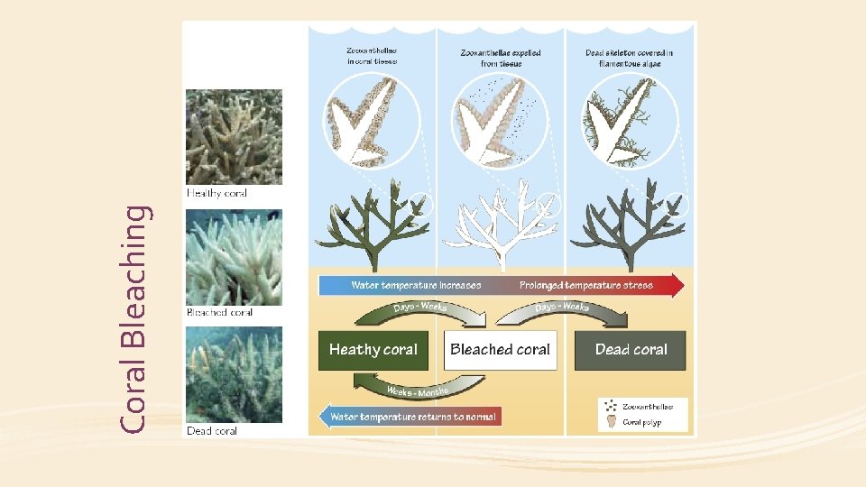 Coral Bleaching 