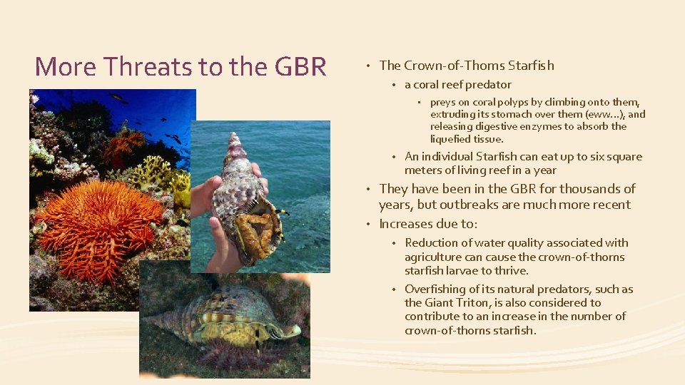 More Threats to the GBR • The Crown-of-Thorns Starfish • a coral reef predator