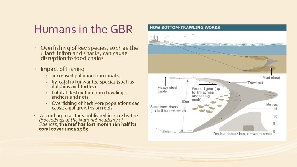Humans in the GBR • Overfishing of key species, such as the Giant Triton
