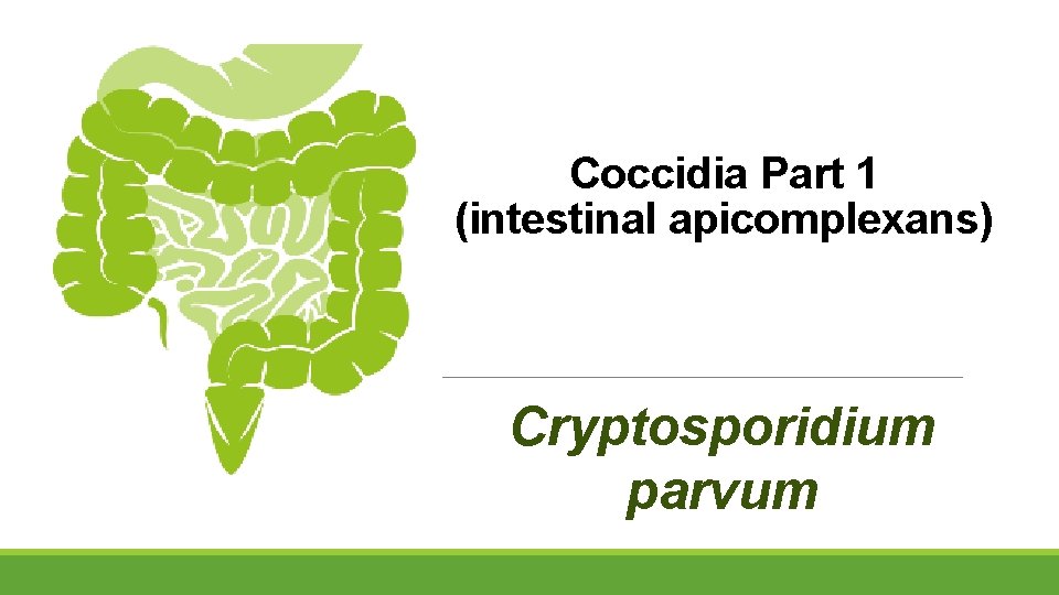 Coccidia Part 1 (intestinal apicomplexans) Cryptosporidium parvum 