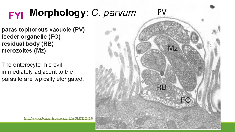 FYI Morphology: C. parvum parasitophorous vacuole (PV) feeder organelle (FO) residual body (RB) merozoites